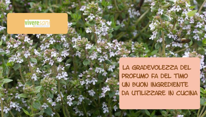 Un'ottima pianta aromatica: il timo Un'ottima pianta aromatica: il timo